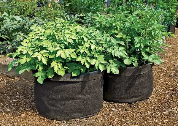 Here's all you need to know about bag gardening 1 Here's all you need to know about bag gardening 1
