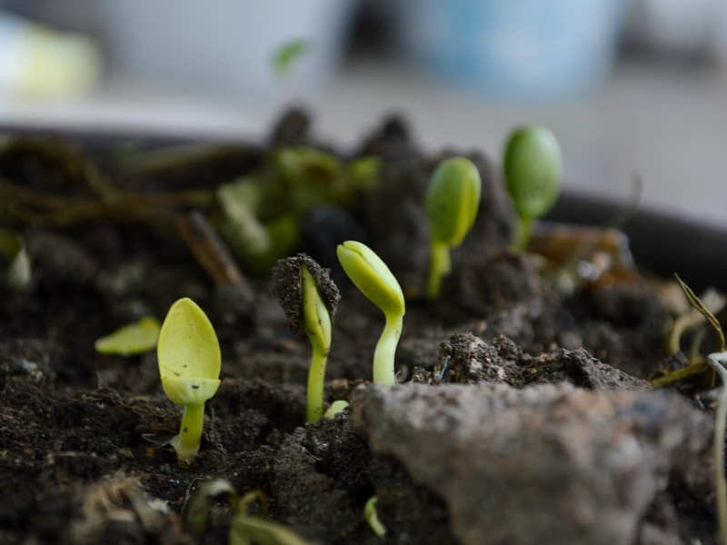 How to build a chemical-free organic garden 2