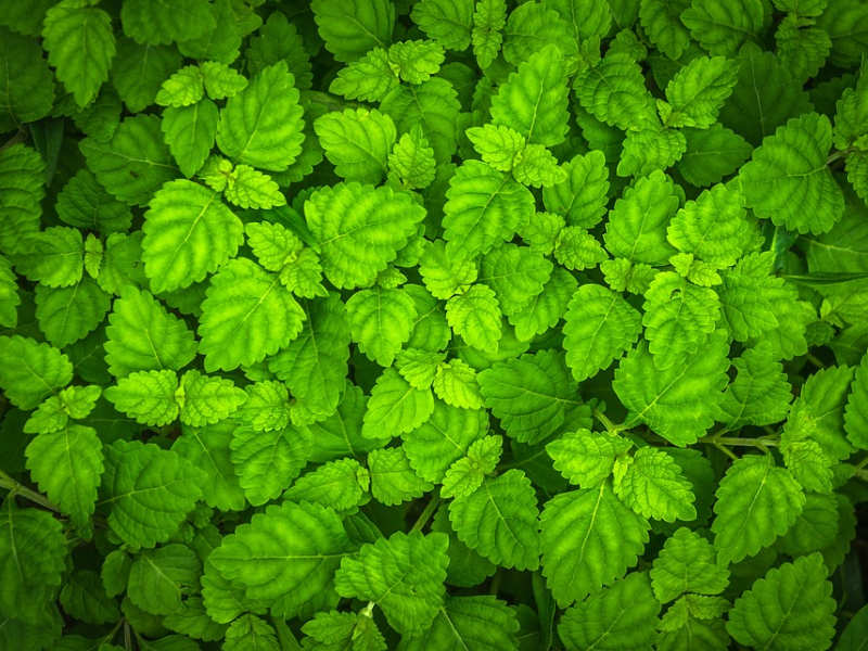 How to build a chemical-free organic garden 3