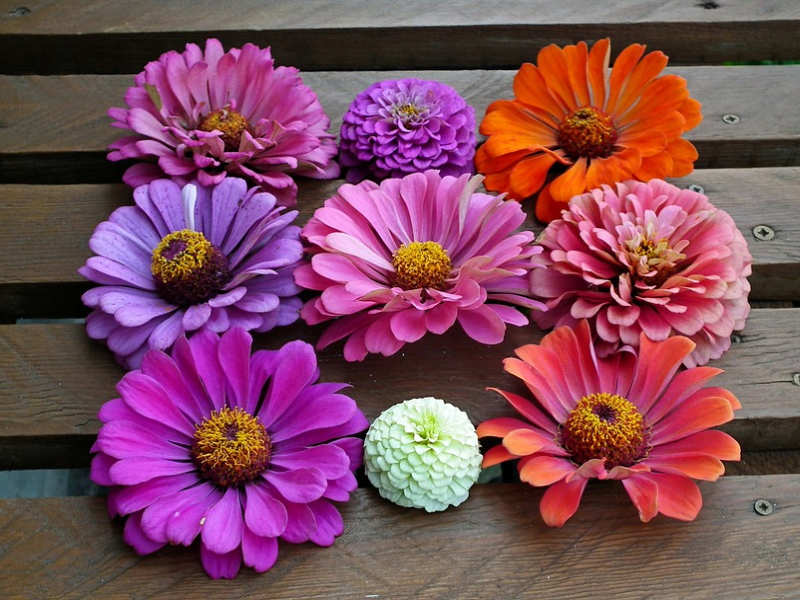 How to build a chemical-free organic garden 5