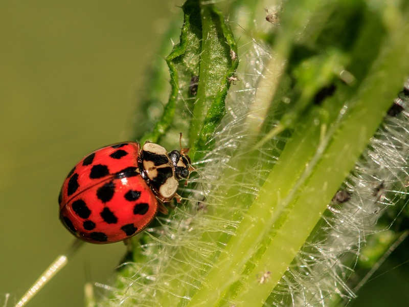 How to build a chemical-free organic garden 6
