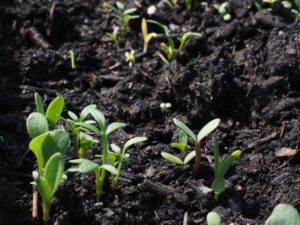 13 Ways To Fix Nitrogen Deficiency In The Garden 1