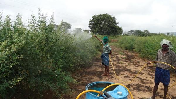 What stops Indian cities from growing their own food?