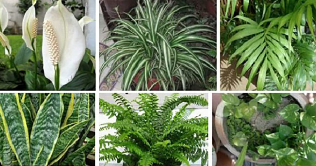 These 6+ Plants Are Oxygen Bombs And They Clean The Air At