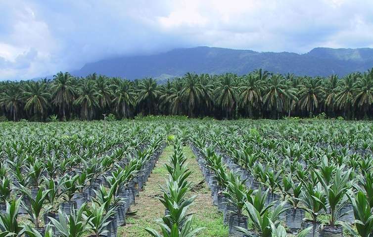 Norway Becomes First Country to Ban Palm Oil Biofuel Linked to “Catastrophic Deforestation”