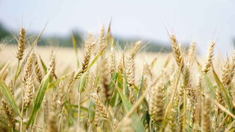 India’s foodgrain production hits record high 291.95 million tonnes for 2019-20 crop year