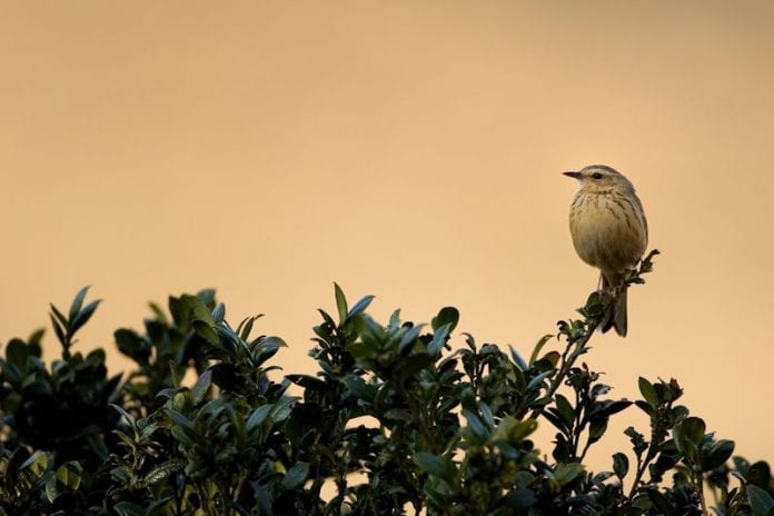 How Nilgiris’ tea, exotic plantations are warding off its endemic Shola birds