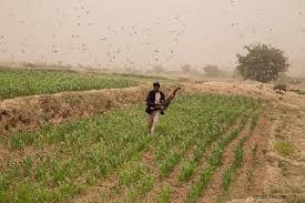 Pakistan declares national emergency to battle massive locusts attack