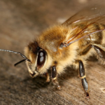 It’s Official: The Bee Has Been Declared “Most Important Living Being on the Planet” 1 It’s Official: The Bee Has Been Declared “Most Important Living Being on the Planet” 1