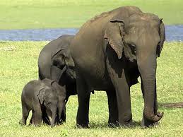 Sri Lanka Rangers Spot Possible Rare Baby Elephant Twins