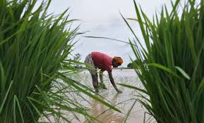 COVID-19 prompts changes in paddy cultivation: Punjab, Haryana farmers say new techniques have helped cut costs