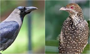 Host v. Parasite: How the Crow and the Koel Contend to Protect Their Eggs 1