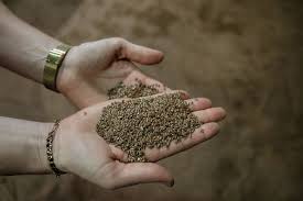 Utah Residents Are Being Mailed Unidentified Seeds From China 1 Utah Residents Are Being Mailed Unidentified Seeds From China 1