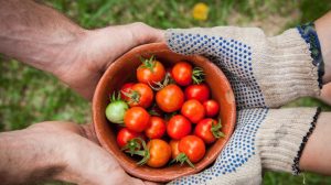 The Best Organic Farms to Visit in India 1