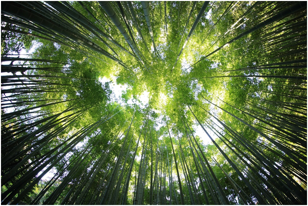 Bamboo Tree – Lesson for Life
