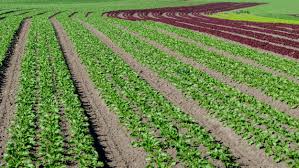 Organic Gardening- An Over View, A Unique Business Opportunity