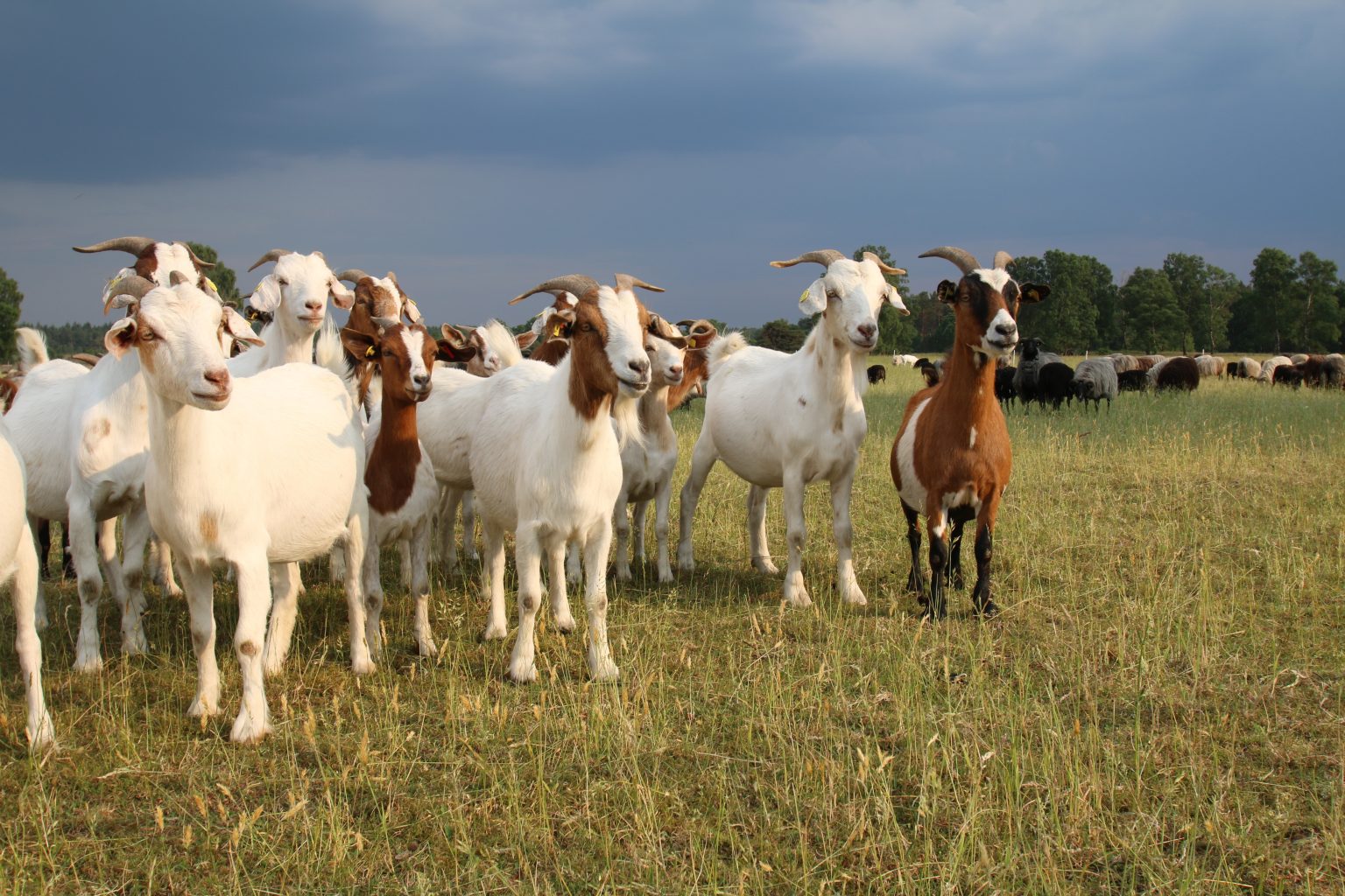 Study Finds Goats Recognize Human Cues Just like Dogs!
