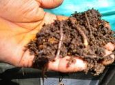 Earthworms –  Heroes of Organic Farming