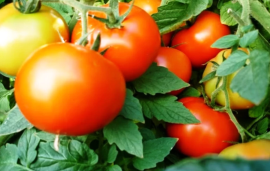 Researchers in Kashmir develop new hybrid variety of tomato for Indian farmers