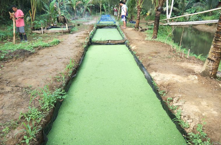 PARTNERS SETUP AN AZOLLA FARM TO PROVIDE FEED FOR THEIR LIVESTOCK