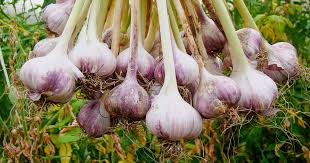 A Complete Guide to Growing and Harvesting Garlic