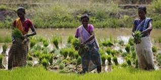 Agriculture Sector Leads Way to Indian Economy’s Recovery Post COVID Lockdown