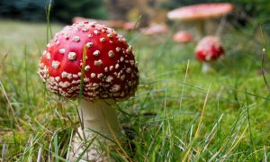 Hope for a Healthy World Rests on Re-establishing the Harmony in the Soil 1