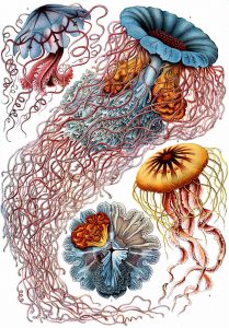 GREENSTORIES_714px-Haeckel_Discomedusae_8