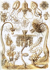 Ernst Haeckel’s Sublime Drawings of Flora and Fauna: The Beautiful Scientific Drawings That Influenced Europe’s Art Nouveau Movement (1889) 3