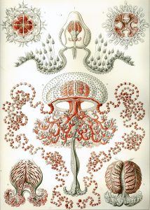 Ernst Haeckel’s Sublime Drawings of Flora and Fauna: The Beautiful Scientific Drawings That Influenced Europe’s Art Nouveau Movement (1889) 2