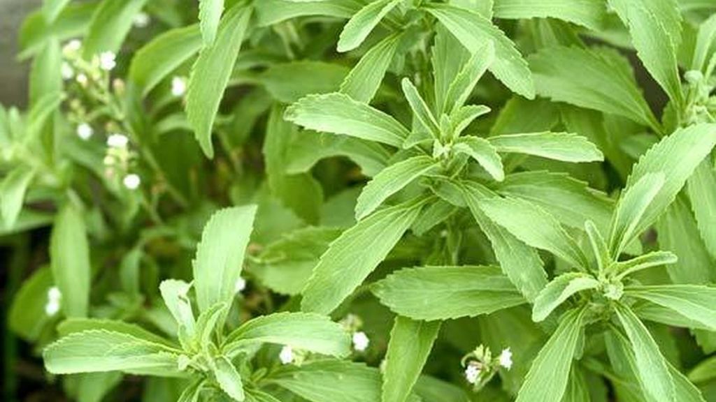 Is stevia a healthy alternative? Everything you should know