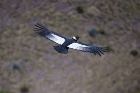 A Pair of Andean Condors in Ecuador Has Given a Glimmer of Hope for Species’ Survival