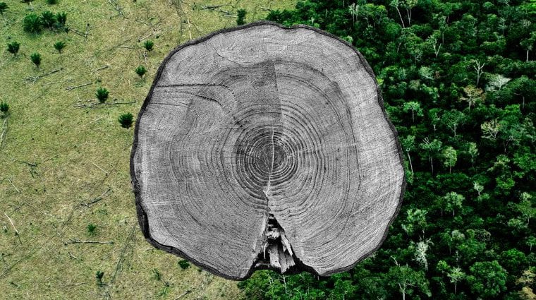 When We Destroy Forests, We Lose Millennia of Data Chronicling Earth, Human History