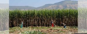Greenstories-Sugarcane-Maharashtra_1440