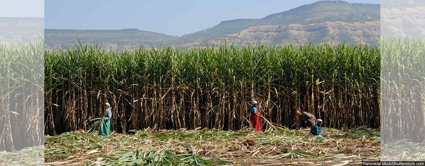 Nearing Desertification, Marathwada Isn’t Giving Up Water-Guzzling Sugarcane. Here’s Why