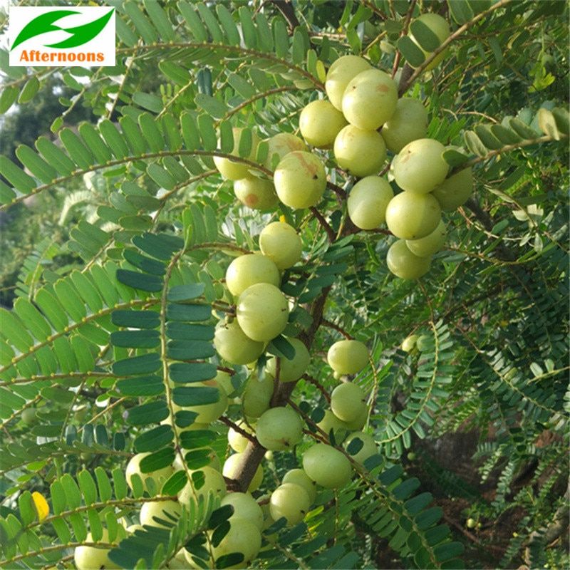 Amla- the beauty expert