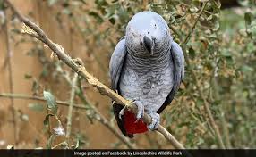 Zoo Removes Parrots From Display For Swearing At Visitors