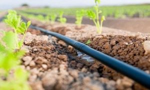 Drip Irrigation for Vidarbha Water Crisis 4 Drip Irrigation for Vidarbha Water Crisis 4