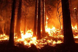 Forest Fires: A threat to the upcoming generations 1