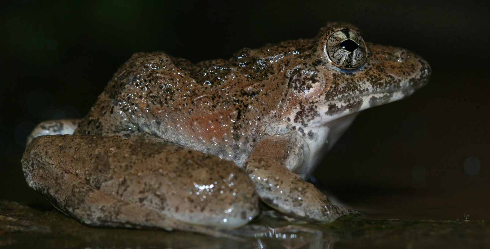The Same Frog Has Been Found in the Eastern and Western Ghats – 1,000+ km Apart