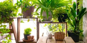 Air Purifying Plants – Natural Alternate to Expensive Air Purifiers 1