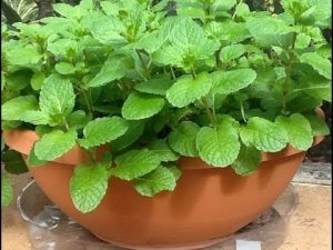 Air Purifying Plants – Natural Alternate to Expensive Air Purifiers 12