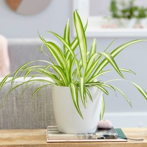 Air Purifying Plants – Natural Alternate to Expensive Air Purifiers 4