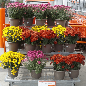 Air Purifying Plants – Natural Alternate to Expensive Air Purifiers 5