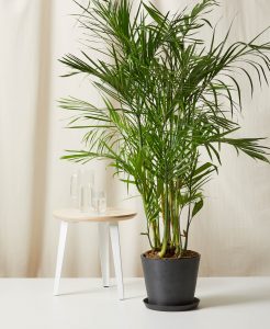 Air Purifying Plants – Natural Alternate to Expensive Air Purifiers 7