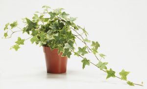 Air Purifying Plants – Natural Alternate to Expensive Air Purifiers 8