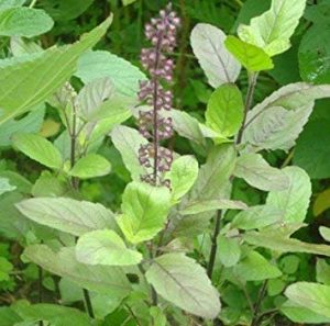 Tulsi:- the queen of herbs 2