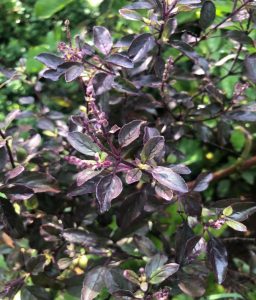 Tulsi:- the queen of herbs 1