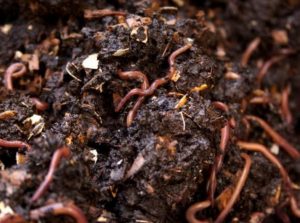 Zero Waste Lifestyle – Need of The Hour 9