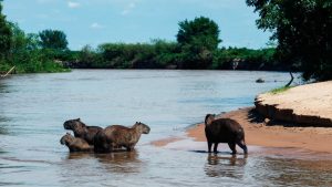 WHAT’S HAPPENING IN THE WORLD'S LARGEST WETLAND 1